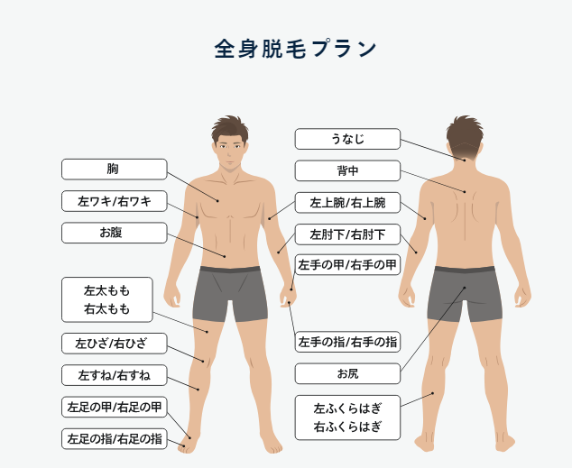 レジーナクリニックオムの全身脱毛プランの参考画像